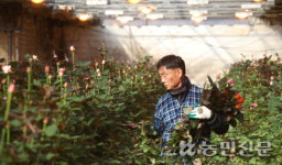 난방비 오르고 소비부진…꽃 재배 농민의 한숨