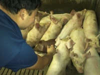 돼지수의사회 “구제역 미발생 지역에선 백신 접종 중단해야”