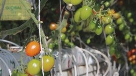 [2023 이슈&인물] UAE 스마트팜 수출 쾌거⋯충남 부여 우듬지팜 강성민 대표 ①