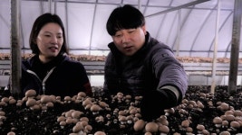 [NBS 하이라이트] 양송이버섯으로 꿈 키우는 천봉경씨