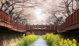 [창원 봄나들이] 여좌천서 벚꽃구경…드라마세트장 둘러보고, 진해루서 야경을