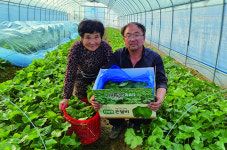 강원 고성 곤달비, 서울 가락시장에 첫 출하