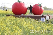 방울토마토 먹고, 유채꽃도 보고