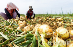 [현장 스케치] “돌코롬한 제주 햇양파 잘도 맛있수다”