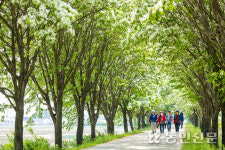 [현장 스케치] 5월의 크리스마스! 충북 진천 이팝나무 꽃길 구경오세요