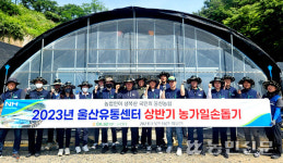 농협하나로유통 울산유통센터, 무룡동 버섯농가 수확작업 도와