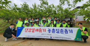 농협 진주시지부, 유관기관과 농촌일손돕기 펼쳐…단감 열매 솎기 ‘구슬땀’