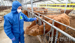 우제류 가축 1060만마리 긴급 백신접종 완료