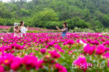 [현장 스케치] 작약꽃, 올해는 안녕…약재로 다시 만나요