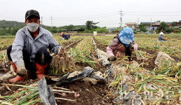 재고 쌓여 중도매인 관심 낮아…건마늘값 발목 잡을라