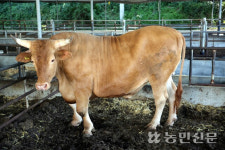 경북 상주 ‘명실상감한우’ 1300㎏ 슈퍼한우 등장