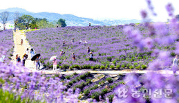 [우리동네 핫플] 보랏빛 라벤더 매력, 여름을 빛내다