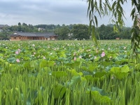 꽃망울 터뜨린 연꽃과 한옥도서관의 만남…전주 덕진공원서 15~16일 축제