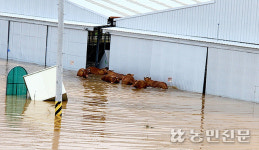 가축피해 57만9000마리…전염병 확산 막아야