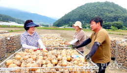 수륜농협, 새 소득작목 양파 육성 박차