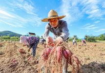 포근포근한 식감 ‘산청 지리산 밤고구마’ 수확이요~