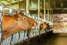 [현장 스케치] 무더위 축사 소들