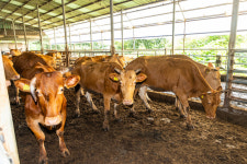 [현장 스케치] 무더위 축사 소들