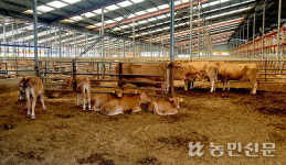 한우 1마리당 250만원 손해…“암소 자율감축 온힘”