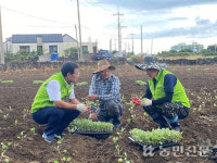 제주농협, 양배추 정식 현장 점검