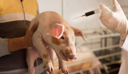 매력 없는 ‘수의직 공무원’ 지원 꺼려…가축방역 어쩌나