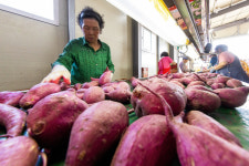 [현장 스케치] 맛있는 해남 고구마 선별중