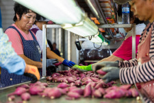 [현장 스케치] 맛있는 해남 고구마 선별중