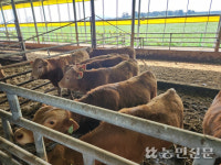 제주도, 축산농가에 조사료 운송비 지원