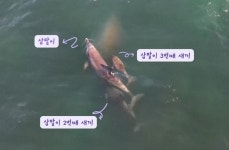 바다 돌아간지 10년…돌고래쇼 이용되던 ‘삼팔이’ 셋째 엄마 됐다