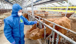 “럼피스킨병 최초 신고했는데…돌아온 건 생업 중단”