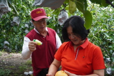 수령 90년 배나무에 ‘젤라토’가 열린 사연은