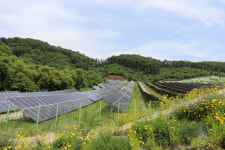 태양광발전 우대 혜택 노린 ‘가짜 농업인’ 800명
