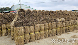[볏짚의 재발견] 볏짚, 인삼 거적·나무 바람막이용 등 쓸모 다양