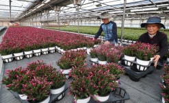 성탄 장식용 게발선인장 본격 출하