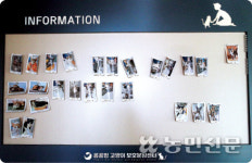 [유기동물과 동행] 내 집사가, 내 반려묘가...되어줄래?