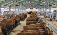 충남 청양축협, 가축시장 ‘새단장’…농가 소득 증대 기대