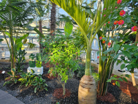 제천 아열대 스마트농장 개장…이색적인 따뜻한 겨울 선사