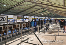 서귀포시축협, 올해 첫 가축시장 개장