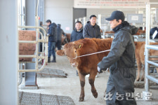 [현장 스케치] 설 대목 맞아 가축시장 ‘문 활짝’