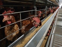 [축산기술 Pick!] 양계농장별 맞춤형 폭염 예·경보 제공한다