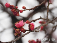[현장 스케치] 남녘은 벌써 매화 만개