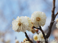 [현장 스케치] 남녘은 벌써 매화 만개