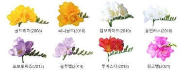 눈코 즐거운 봄꽃 ‘프리지어’, 색색깔 분화로 만나요