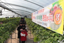 5만명 찾은 ‘완주 삼례 딸기 대축제’ 성료