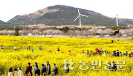 전국 봄축제는? 태백에서 산나물 맛보고...제주에서 유채꽃 즐기고