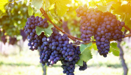 임고농협, 포도 수출전문단지 지정