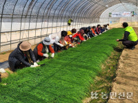 “봄나물은 역시 향긋한 달래가 최고에요”…음암농협, ‘달래축제’ 성황리에 개최
