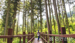 장흥에 가면? 편백숲·유채꽃밭서 힐링 산책