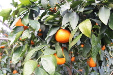 감귤 농가 “거대한 파도앞 생존 위한 몸부림의 연속” [FTA 20년]