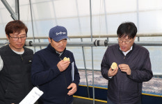 조 청장, “부안 대표작물로 ‘은선’ 감자 육성 적극 지원”